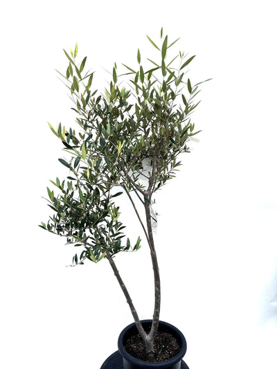 NEWひなかぜ（オリーブの木）｜Mサイズ｜K-205｜約130cm｜初心者向き・目隠し・直立型｜ 株式会社鶴亀園