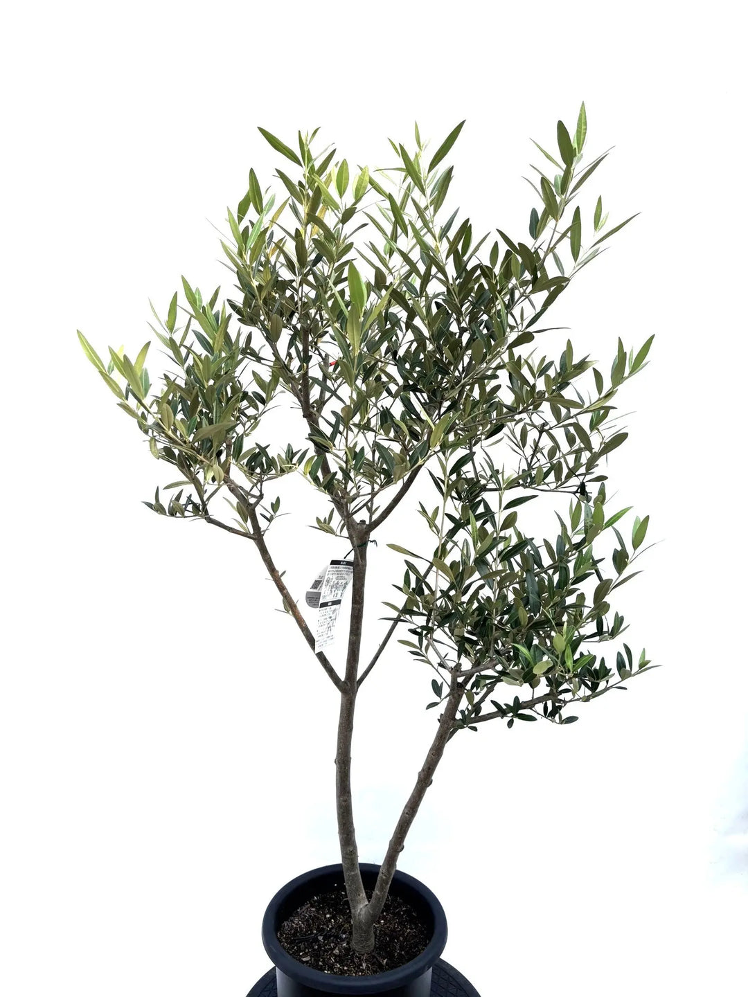 ひなかぜ（オリーブの木）｜Mサイズ｜K-205｜約130cm｜初心者向き