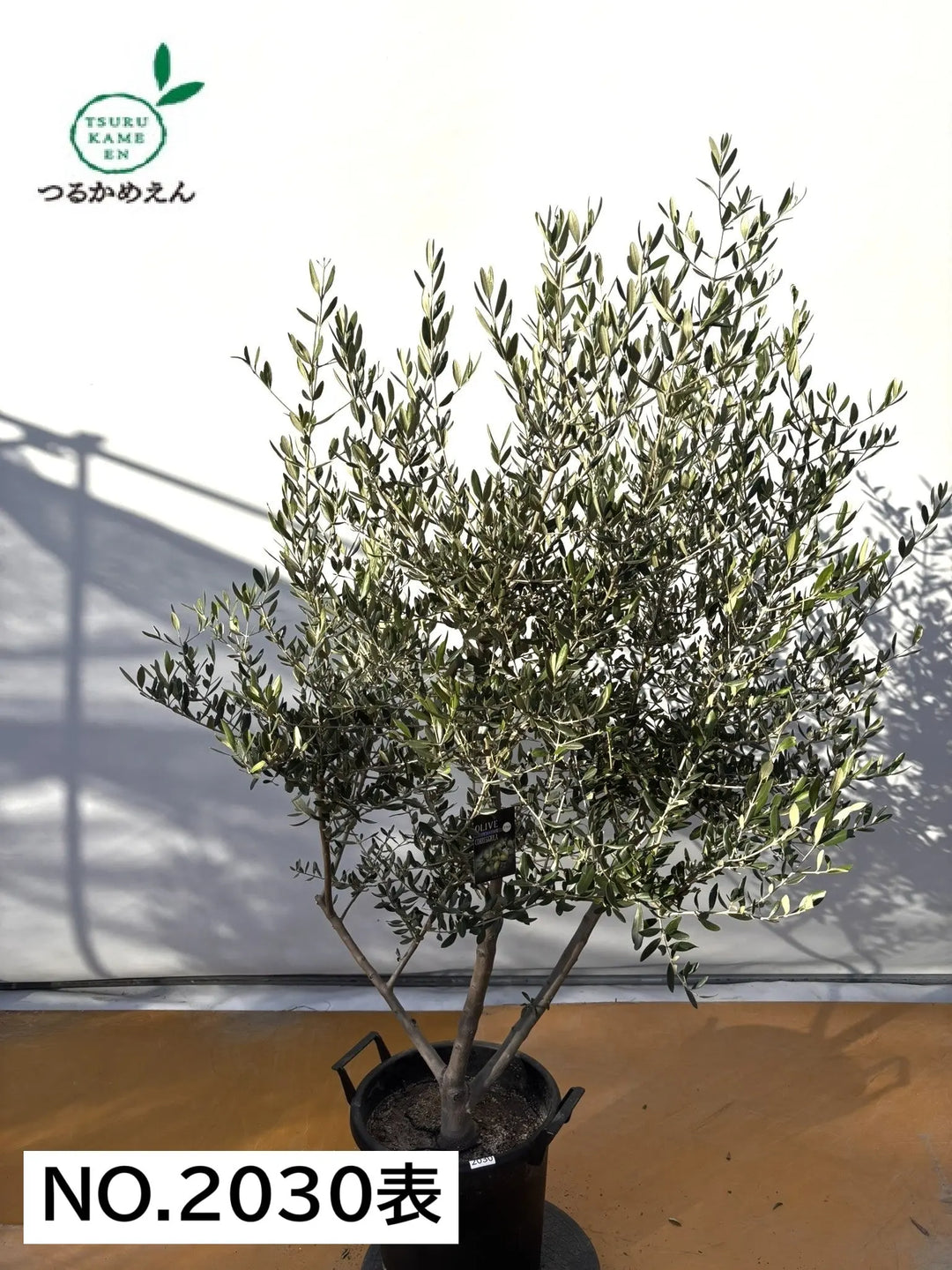 オリーブの木 コレッジョラ 10号 約180cm K-184 一点物 オリーブ