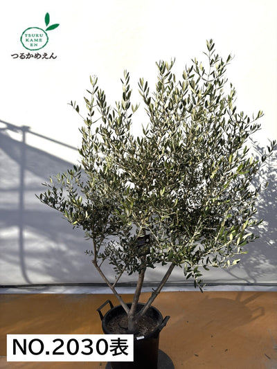 NEWコレッジョラ（オリーブの木）｜XLサイズ｜NO.2030｜約170cm｜寒冷地OK・開帳型・大型商品