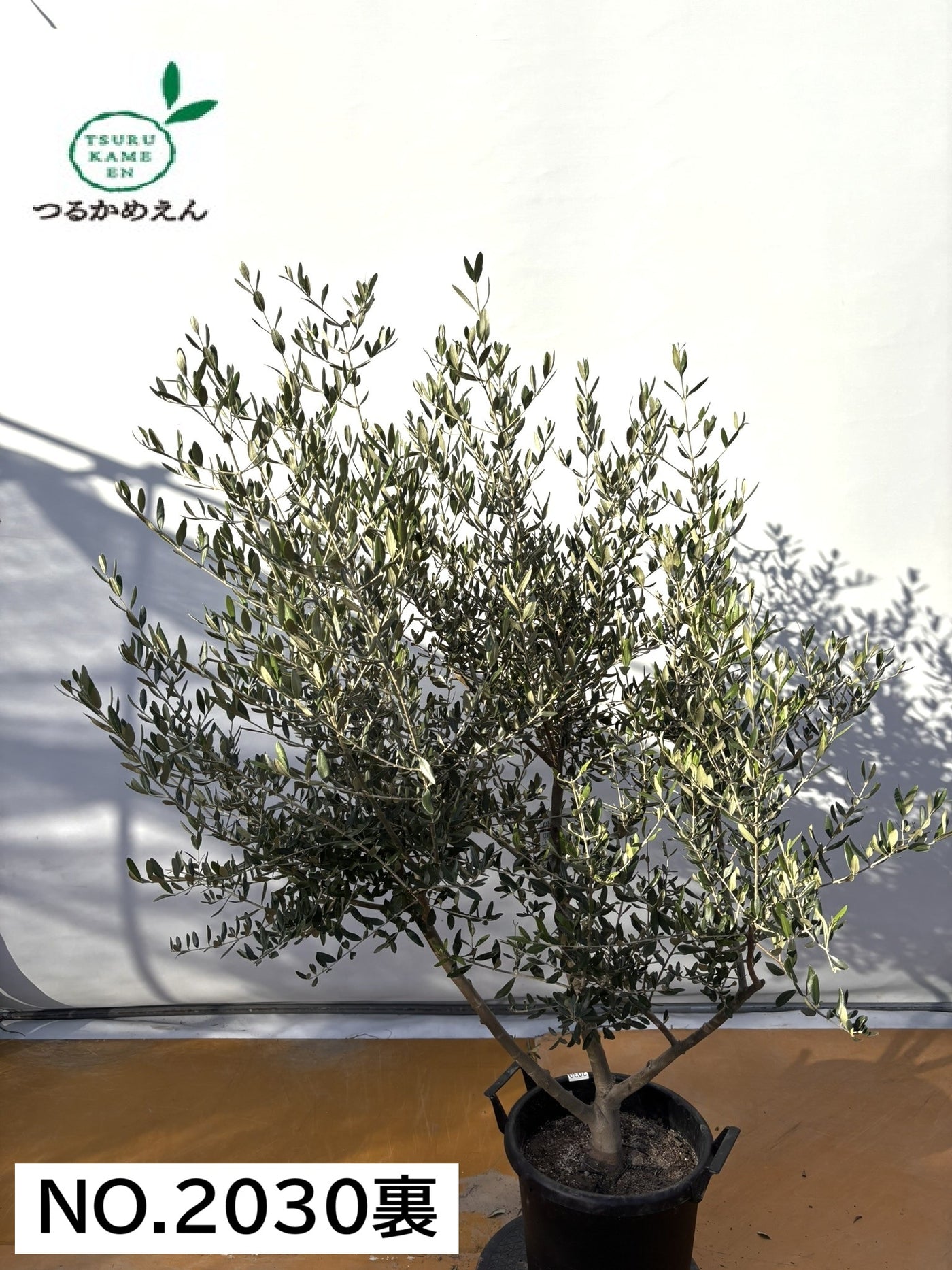 NEWコレッジョラ（オリーブの木）｜XLサイズ｜NO.2030｜約170cm｜寒冷地OK・開帳型・大型商品