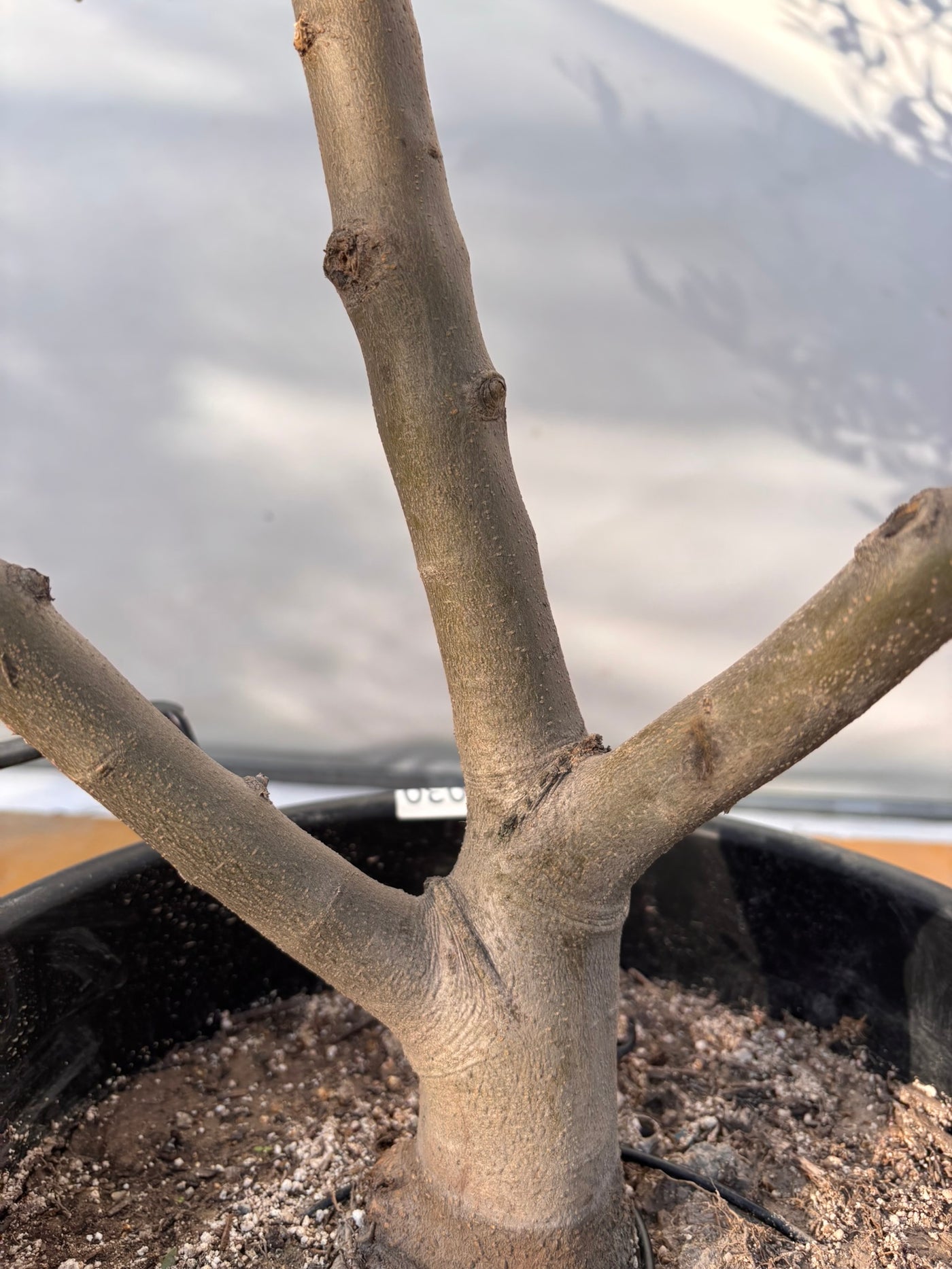 NEWコレッジョラ（オリーブの木）｜XLサイズ｜NO.2030｜約170cm｜寒冷地OK・開帳型・大型商品