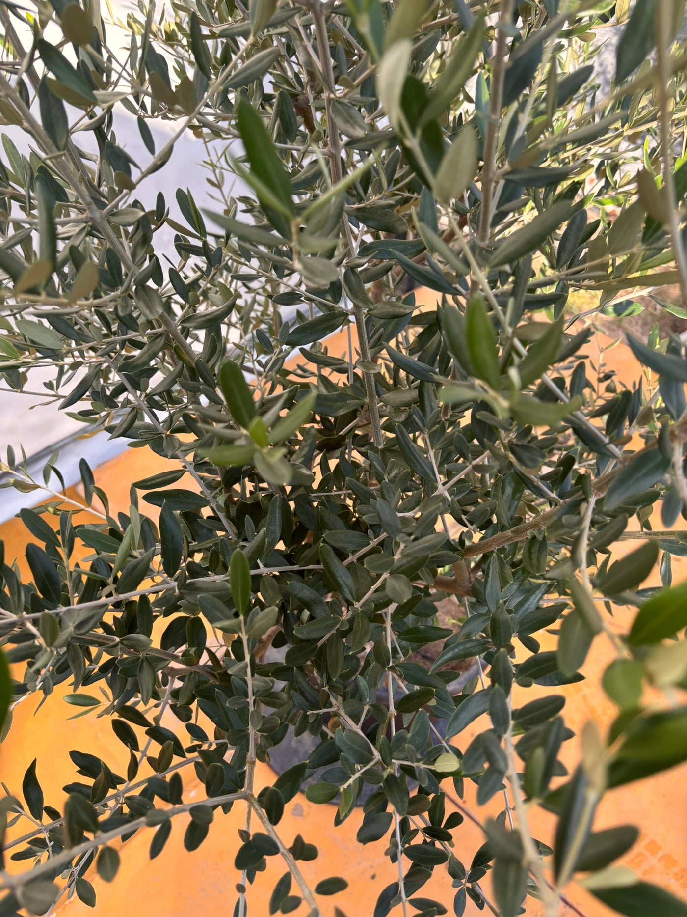 NEWコレッジョラ（オリーブの木）｜XLサイズ｜NO.2030｜約170cm｜寒冷地OK・開帳型・大型商品