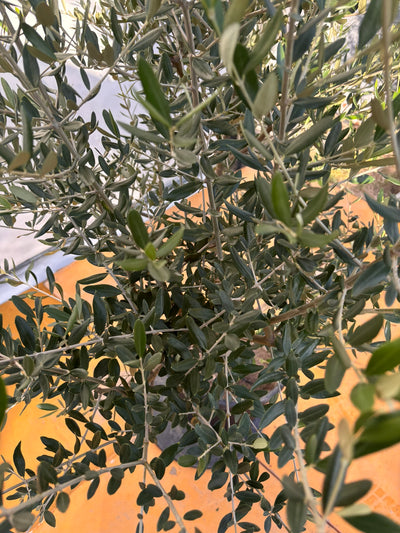 NEWコレッジョラ（オリーブの木）｜XLサイズ｜NO.2030｜約170cm｜寒冷地OK・開帳型・大型商品