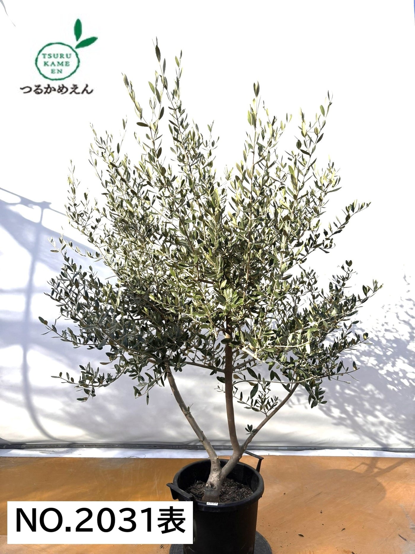 NEWコレッジョラ（オリーブの木）｜XLサイズ｜NO.2031｜約170cm｜寒冷地OK・開帳型・大型商品