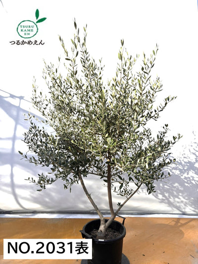 NEWコレッジョラ（オリーブの木）｜XLサイズ｜NO.2031｜約170cm｜寒冷地OK・開帳型・大型商品