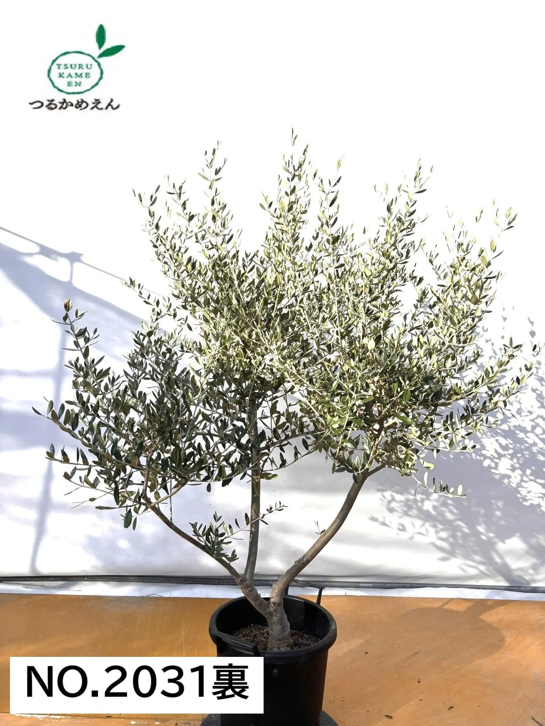 オリーブの木　コレッジョラ　約170cm　NO.2031　大型　現品掲載 NEWコレッジョラ（オリーブの木）｜XLサイズ｜NO.2031｜約170cm｜寒冷