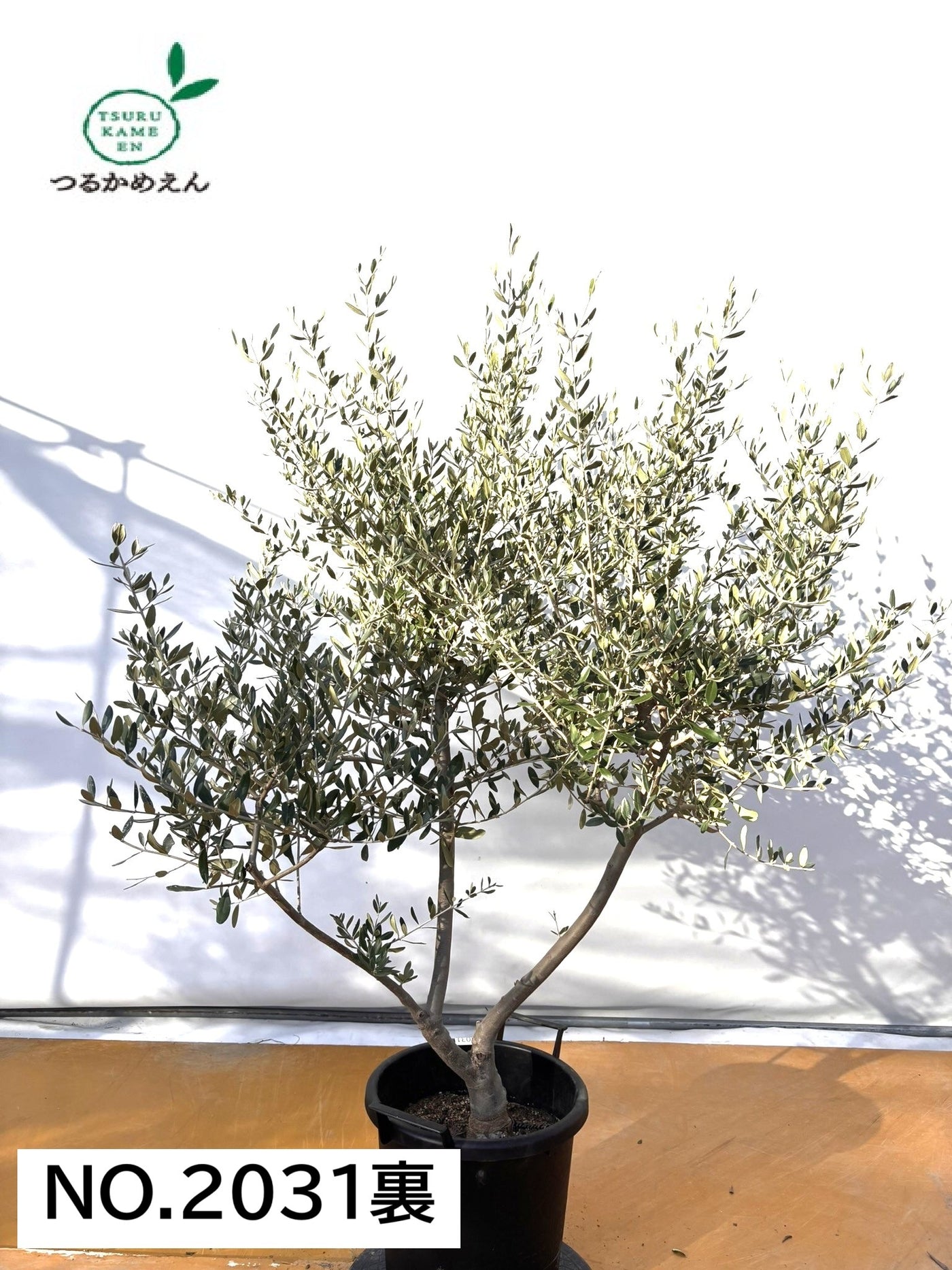 NEWコレッジョラ（オリーブの木）｜XLサイズ｜NO.2031｜約170cm｜寒冷地OK・開帳型・大型商品