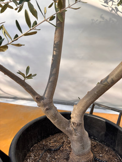 NEWコレッジョラ（オリーブの木）｜XLサイズ｜NO.2031｜約170cm｜寒冷地OK・開帳型・大型商品