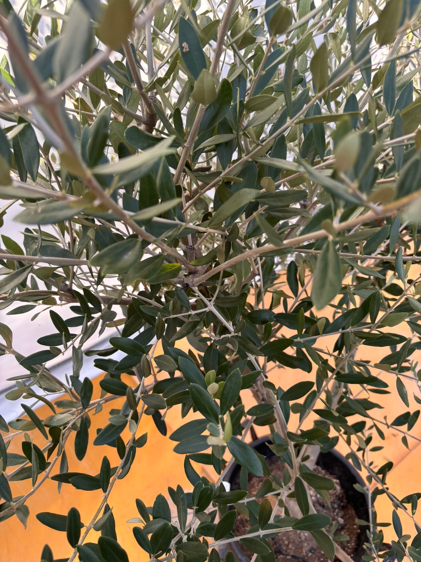 NEWコレッジョラ（オリーブの木）｜XLサイズ｜NO.2031｜約170cm｜寒冷地OK・開帳型・大型商品