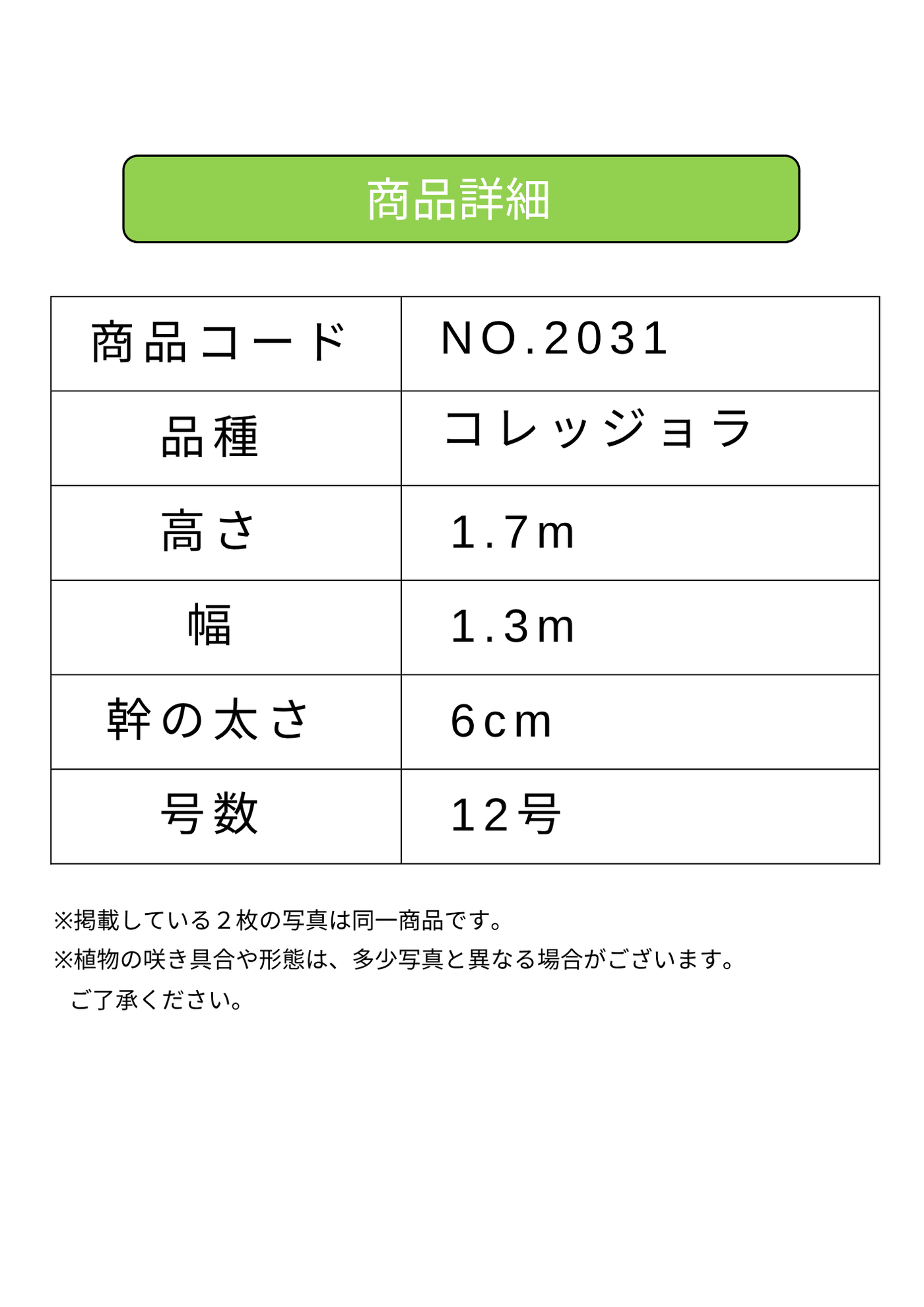 NEWコレッジョラ（オリーブの木）｜XLサイズ｜NO.2031｜約170cm｜寒冷地OK・開帳型・大型商品