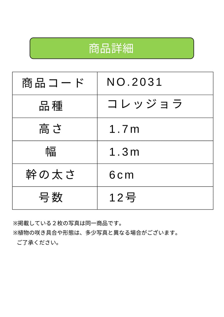 NEWコレッジョラ（オリーブの木）｜XLサイズ｜NO.2031｜約170cm｜寒冷