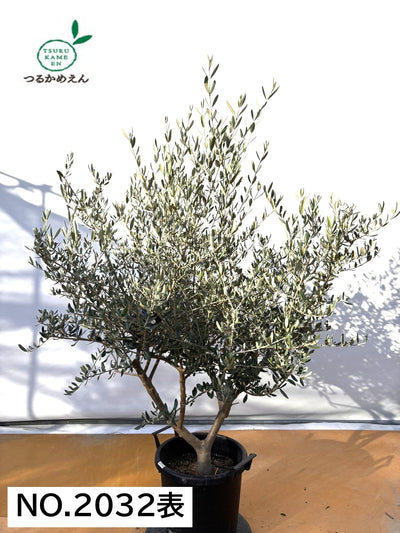 NEWコレッジョラ（オリーブの木）｜XLサイズ｜NO.2032｜約160cm｜寒冷地OK・開帳型・大型商品