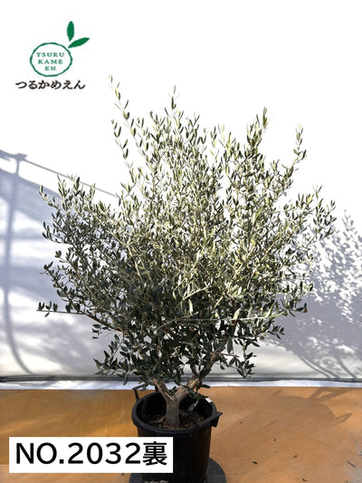 NEWコレッジョラ（オリーブの木）｜XLサイズ｜NO.2032｜約160cm｜寒冷地OK・開帳型・大型商品