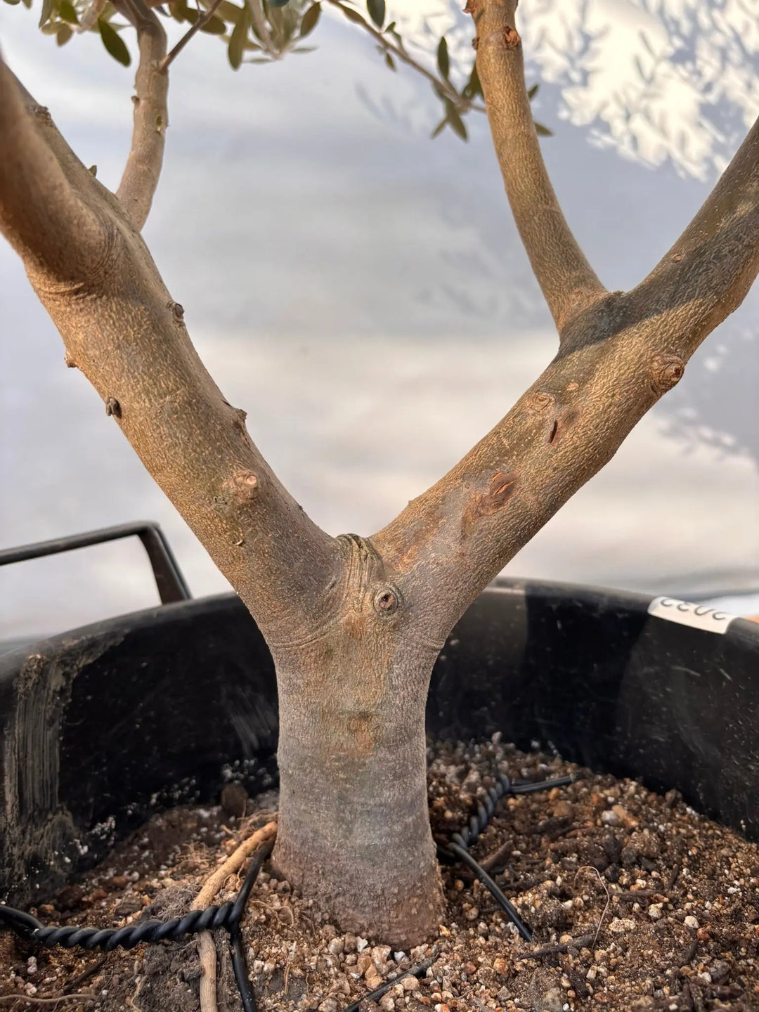 NEWコレッジョラ（オリーブの木）｜XLサイズ｜NO.2032｜約160cm｜寒冷