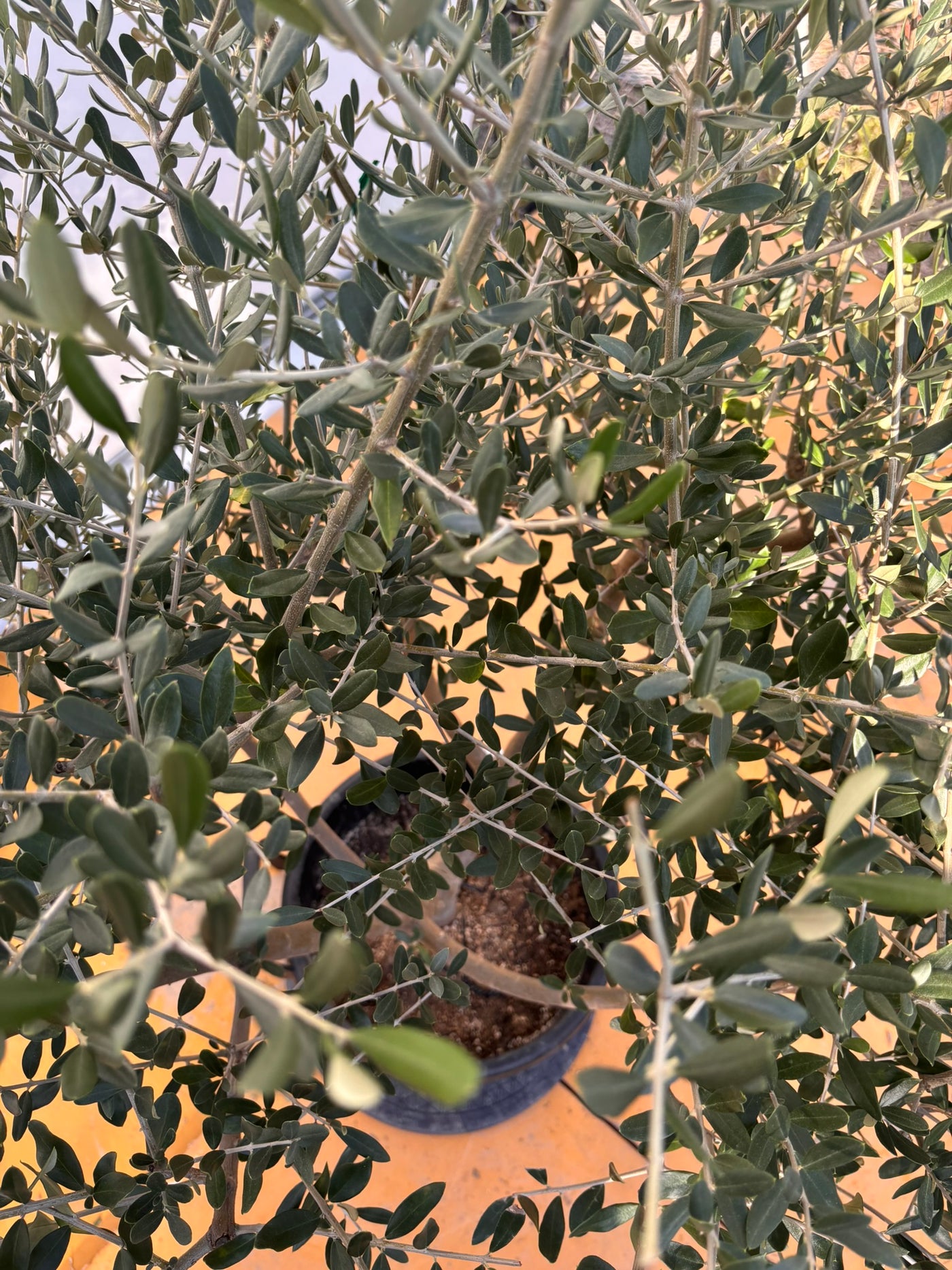 NEWコレッジョラ（オリーブの木）｜XLサイズ｜NO.2032｜約160cm｜寒冷地OK・開帳型・大型商品