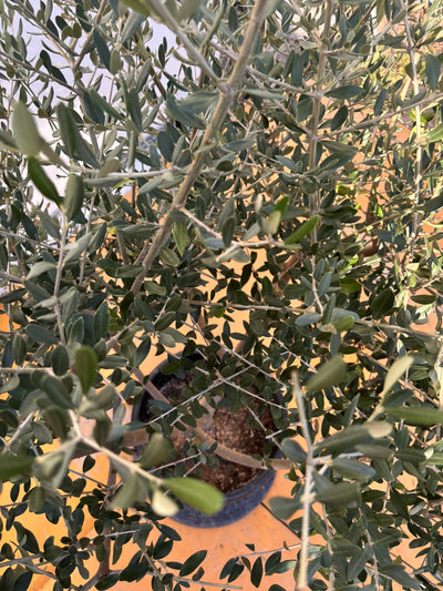 NEWコレッジョラ（オリーブの木）｜XLサイズ｜NO.2032｜約160cm｜寒冷地OK・開帳型・大型商品