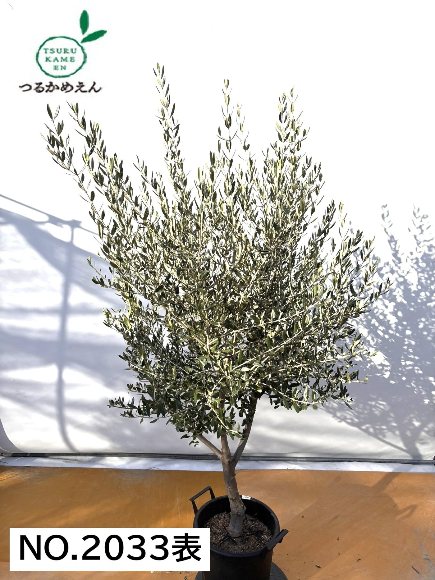 NEWコレッジョラ（オリーブの木）｜XLサイズ｜NO.2033｜約190cm｜寒冷地OK・開帳型・大型商品