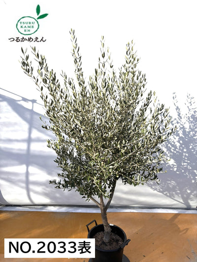 NEWコレッジョラ（オリーブの木）｜XLサイズ｜NO.2033｜約190cm｜寒冷地OK・開帳型・大型商品