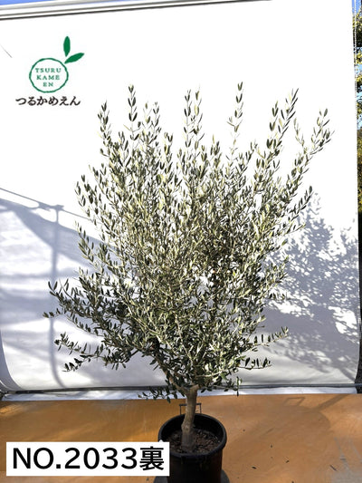 NEWコレッジョラ（オリーブの木）｜XLサイズ｜NO.2033｜約190cm｜寒冷地OK・開帳型・大型商品