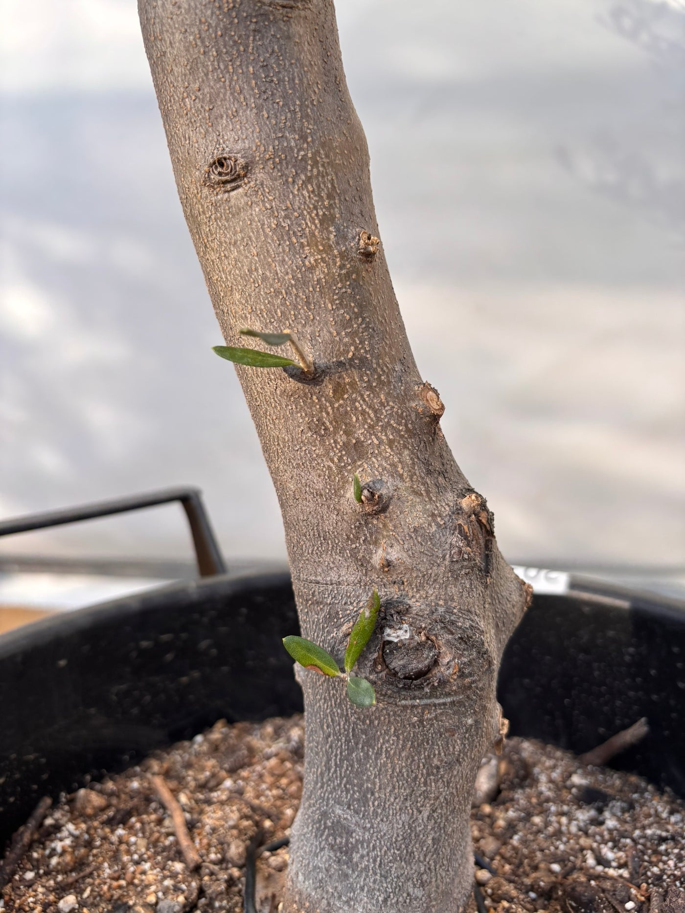 NEWコレッジョラ（オリーブの木）｜XLサイズ｜NO.2033｜約190cm｜寒冷地OK・開帳型・大型商品