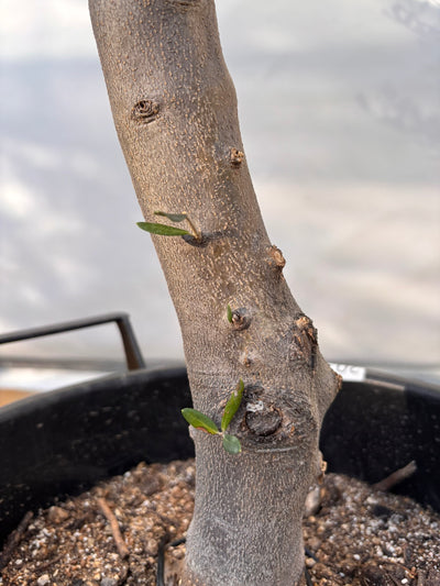 NEWコレッジョラ（オリーブの木）｜XLサイズ｜NO.2033｜約190cm｜寒冷地OK・開帳型・大型商品