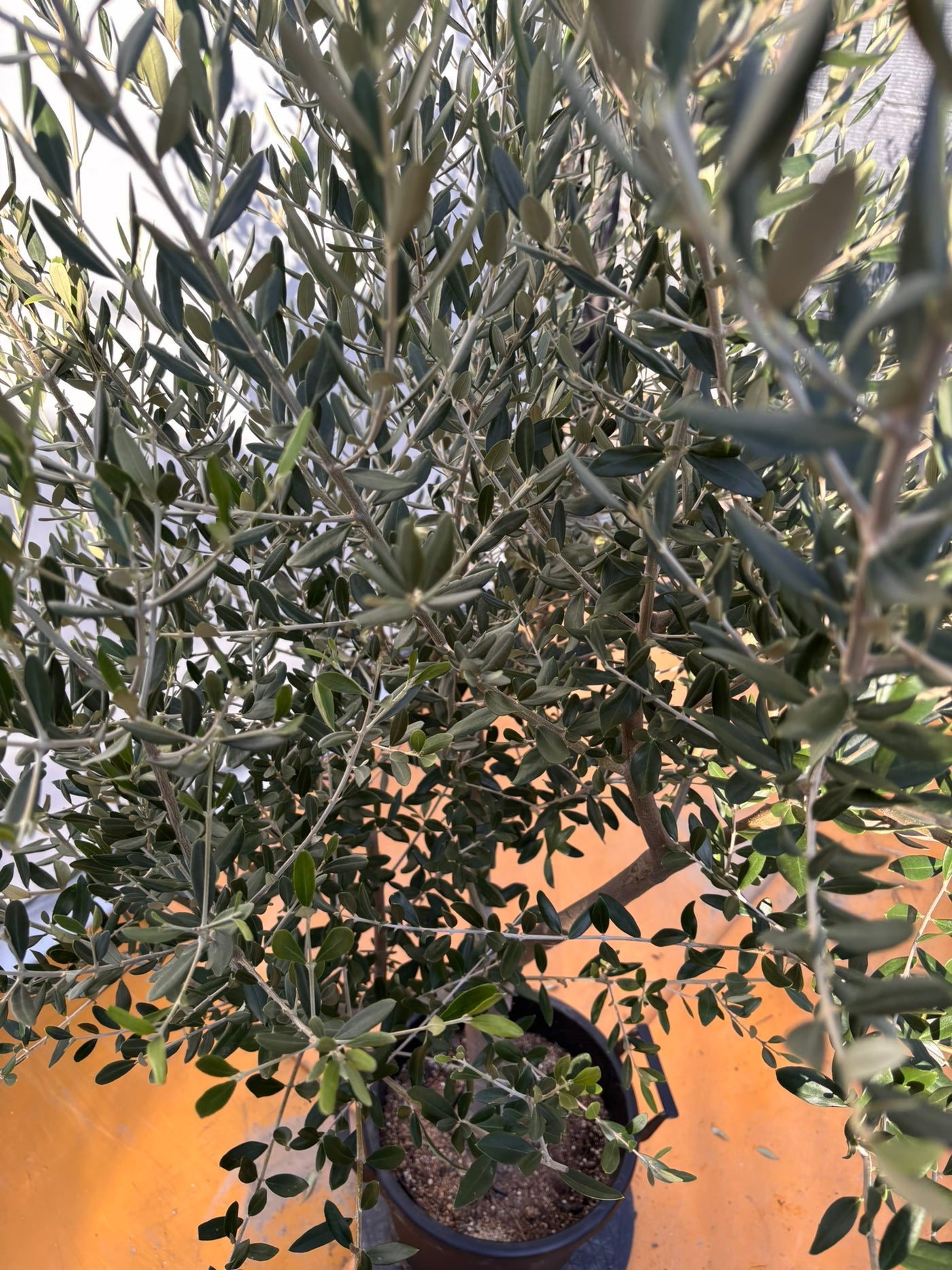 NEWコレッジョラ（オリーブの木）｜XLサイズ｜NO.2033｜約190cm｜寒冷地OK・開帳型・大型商品