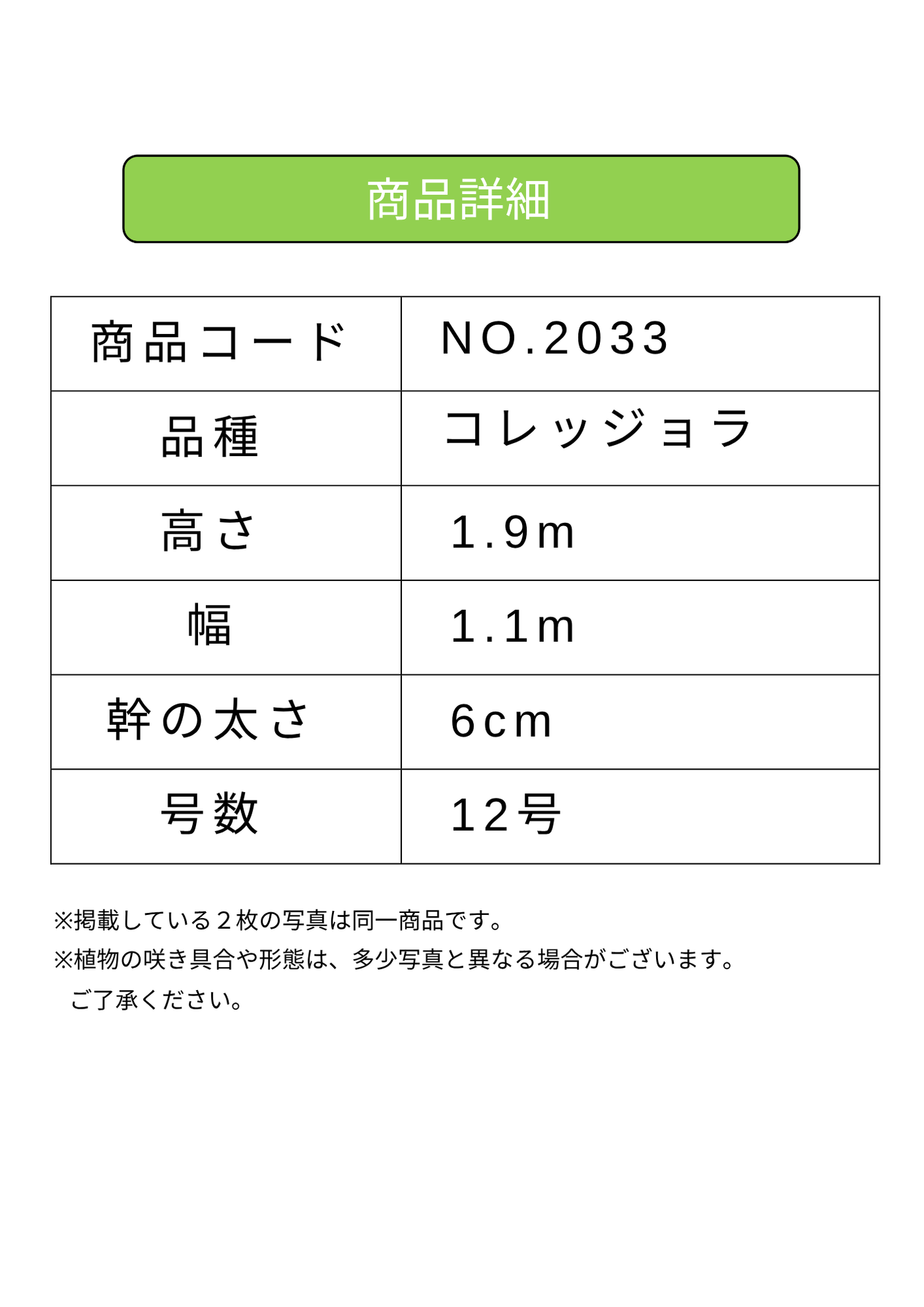 NEWコレッジョラ（オリーブの木）｜XLサイズ｜NO.2033｜約190cm｜寒冷地OK・開帳型・大型商品