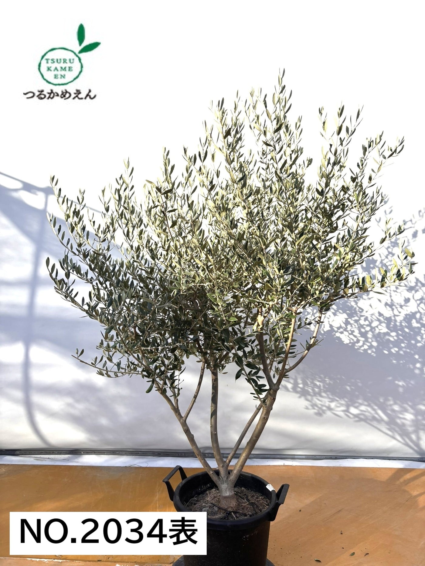 NEWコレッジョラ（オリーブの木）｜XLサイズ｜NO.2034｜約170cm｜寒冷地OK・開帳型・大型商品