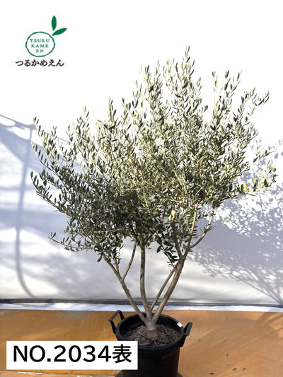 NEWコレッジョラ（オリーブの木）｜XLサイズ｜NO.2034｜約170cm｜寒冷地OK・開帳型・大型商品