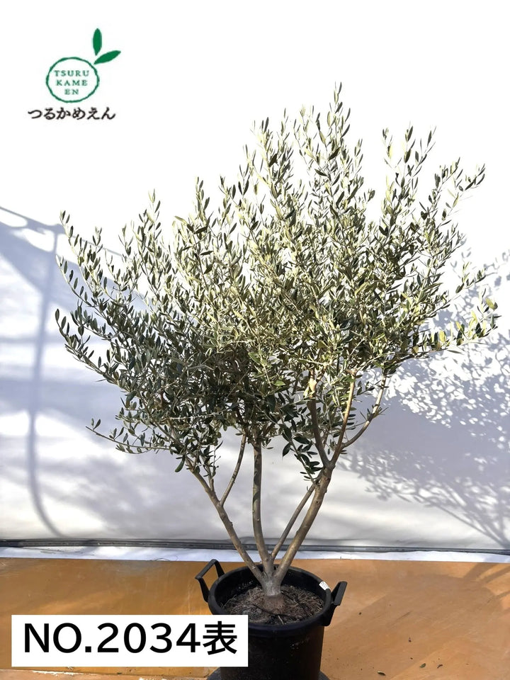 ジョリー Gravely Pro-Turn ZX 48