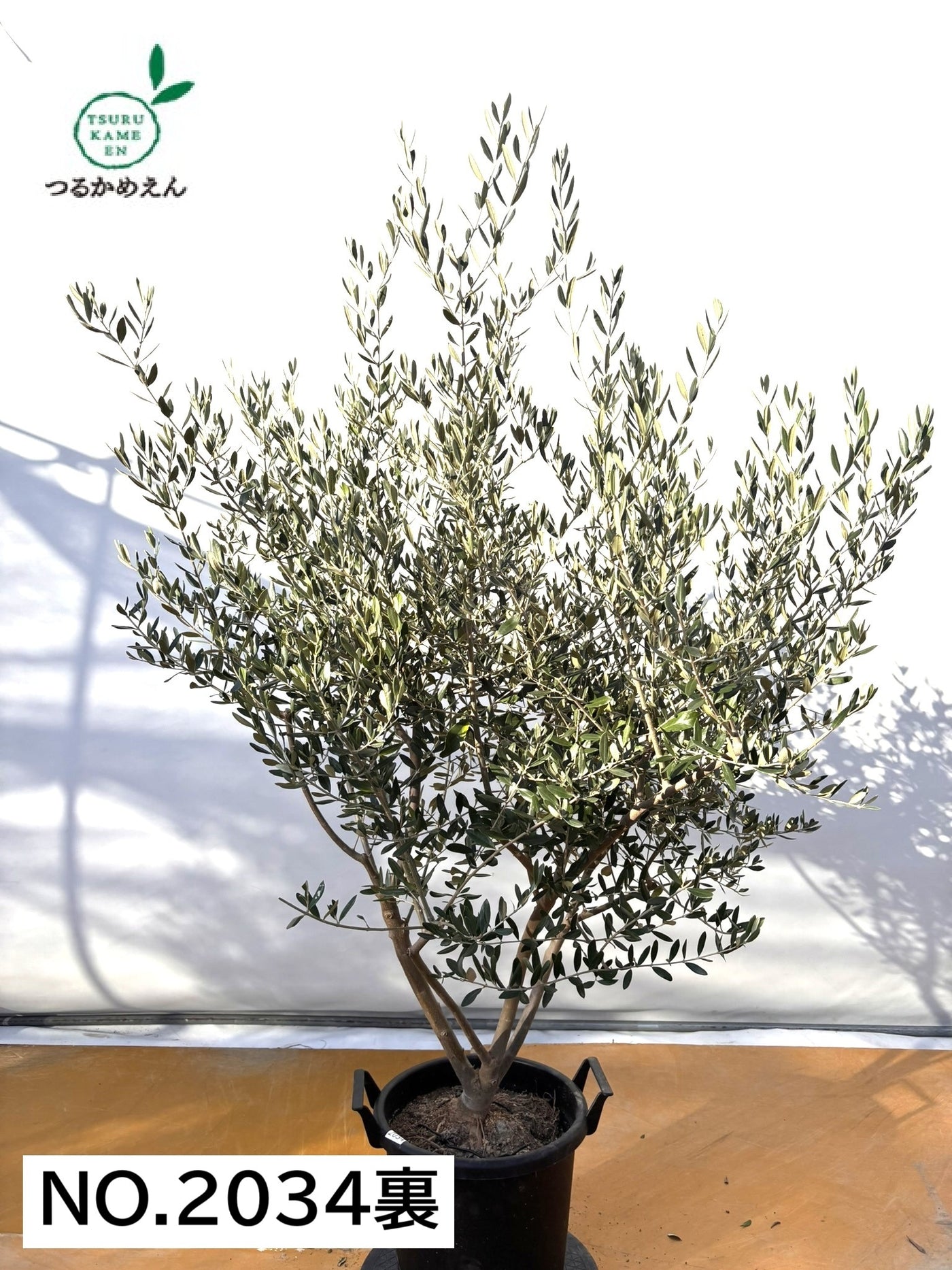 NEWコレッジョラ（オリーブの木）｜XLサイズ｜NO.2034｜約170cm｜寒冷地OK・開帳型・大型商品