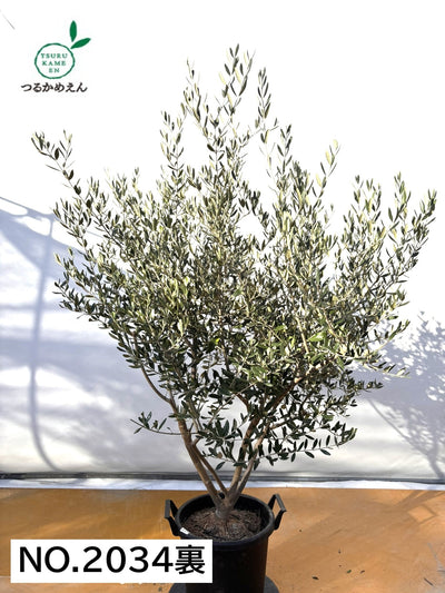 NEWコレッジョラ（オリーブの木）｜XLサイズ｜NO.2034｜約170cm｜寒冷地OK・開帳型・大型商品