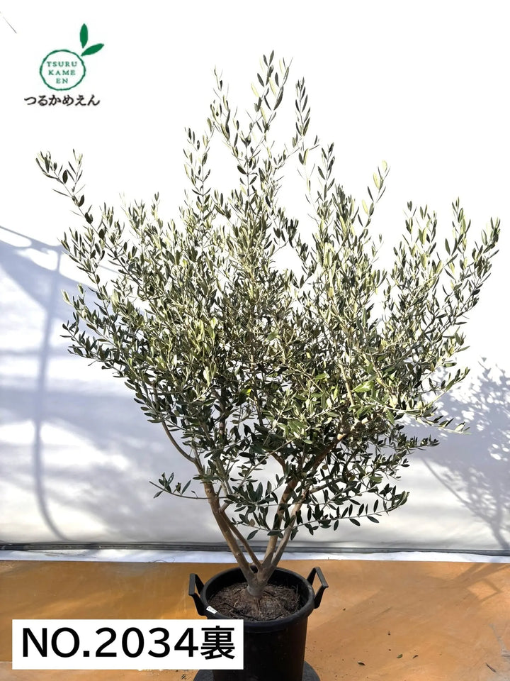 NEWコレッジョラ（オリーブの木）｜XLサイズ｜NO.2034｜約170cm｜寒冷