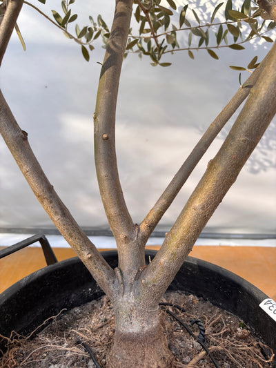 NEWコレッジョラ（オリーブの木）｜XLサイズ｜NO.2034｜約170cm｜寒冷地OK・開帳型・大型商品