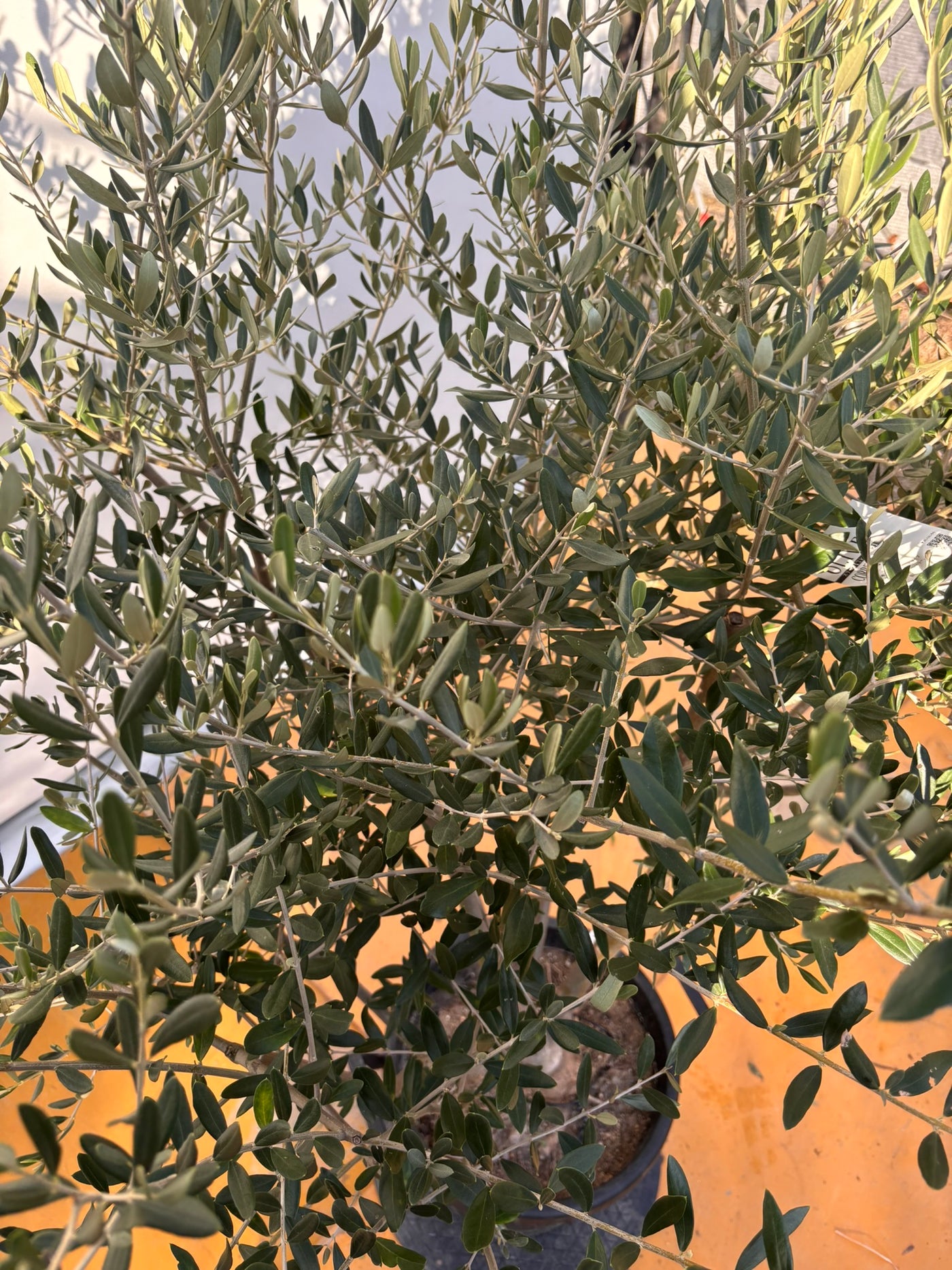 NEWコレッジョラ（オリーブの木）｜XLサイズ｜NO.2034｜約170cm｜寒冷地OK・開帳型・大型商品