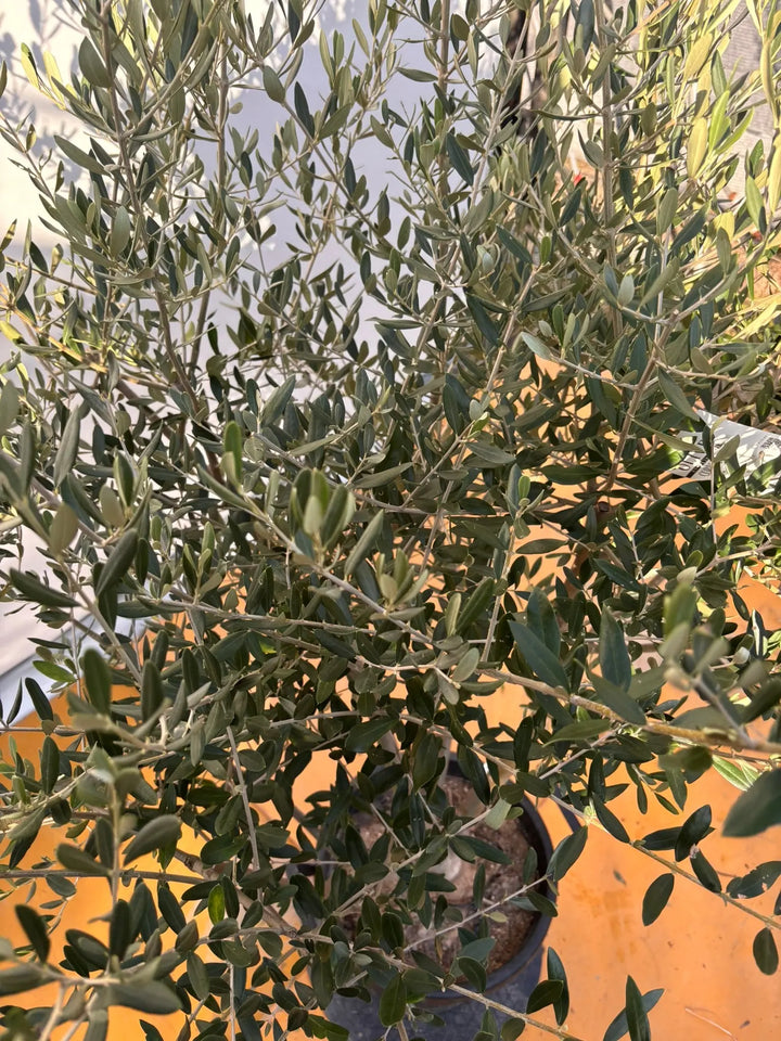 NEWコレッジョラ（オリーブの木）｜XLサイズ｜NO.2034｜約170cm｜寒冷