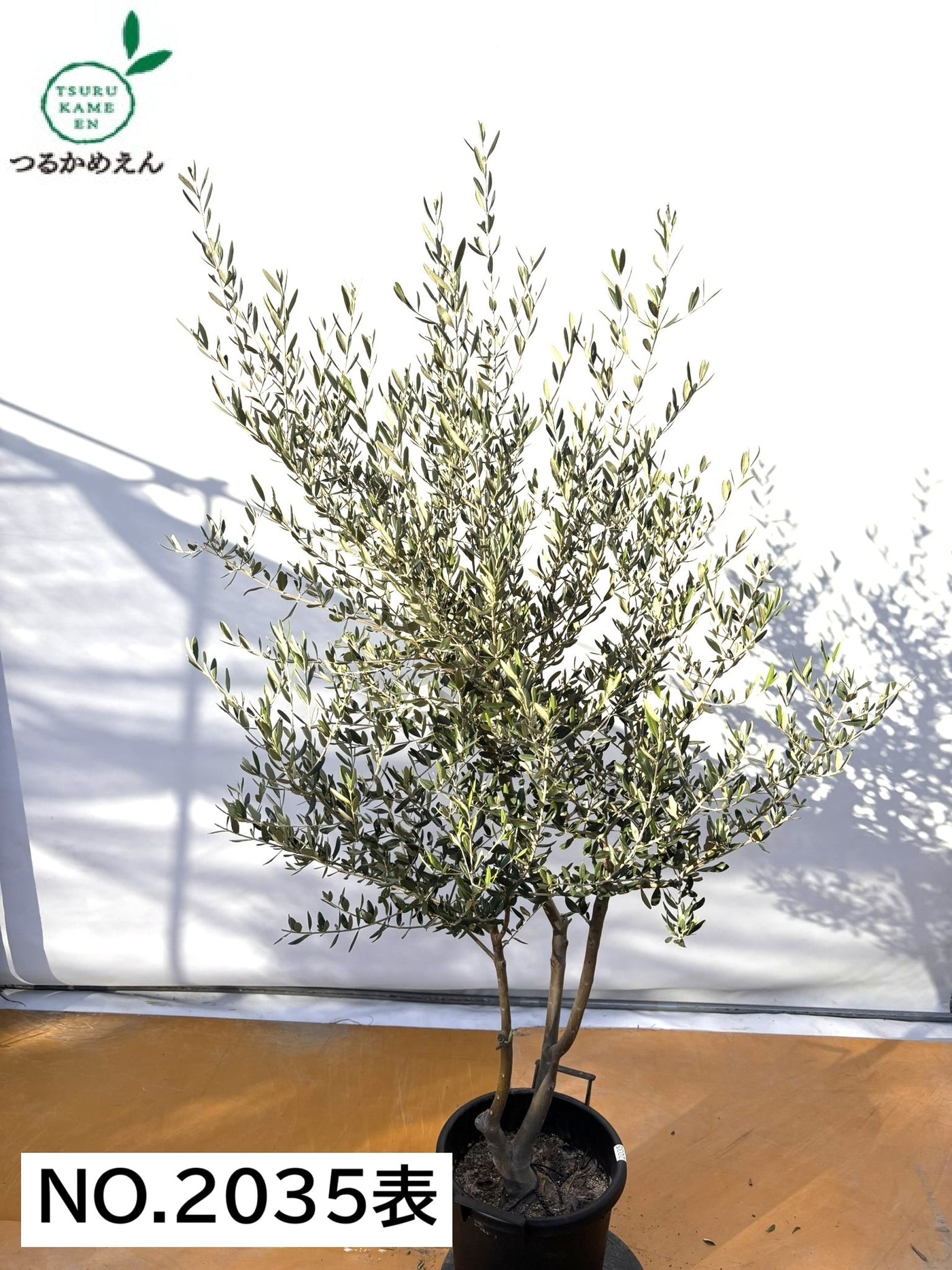 NEWコレッジョラ（オリーブの木）｜XLサイズ｜NO.2035｜約200cm｜寒冷地OK・開帳型・大型商品