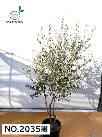 NEWコレッジョラ（オリーブの木）｜XLサイズ｜NO.2035｜約200cm｜寒冷地OK・開帳型・大型商品