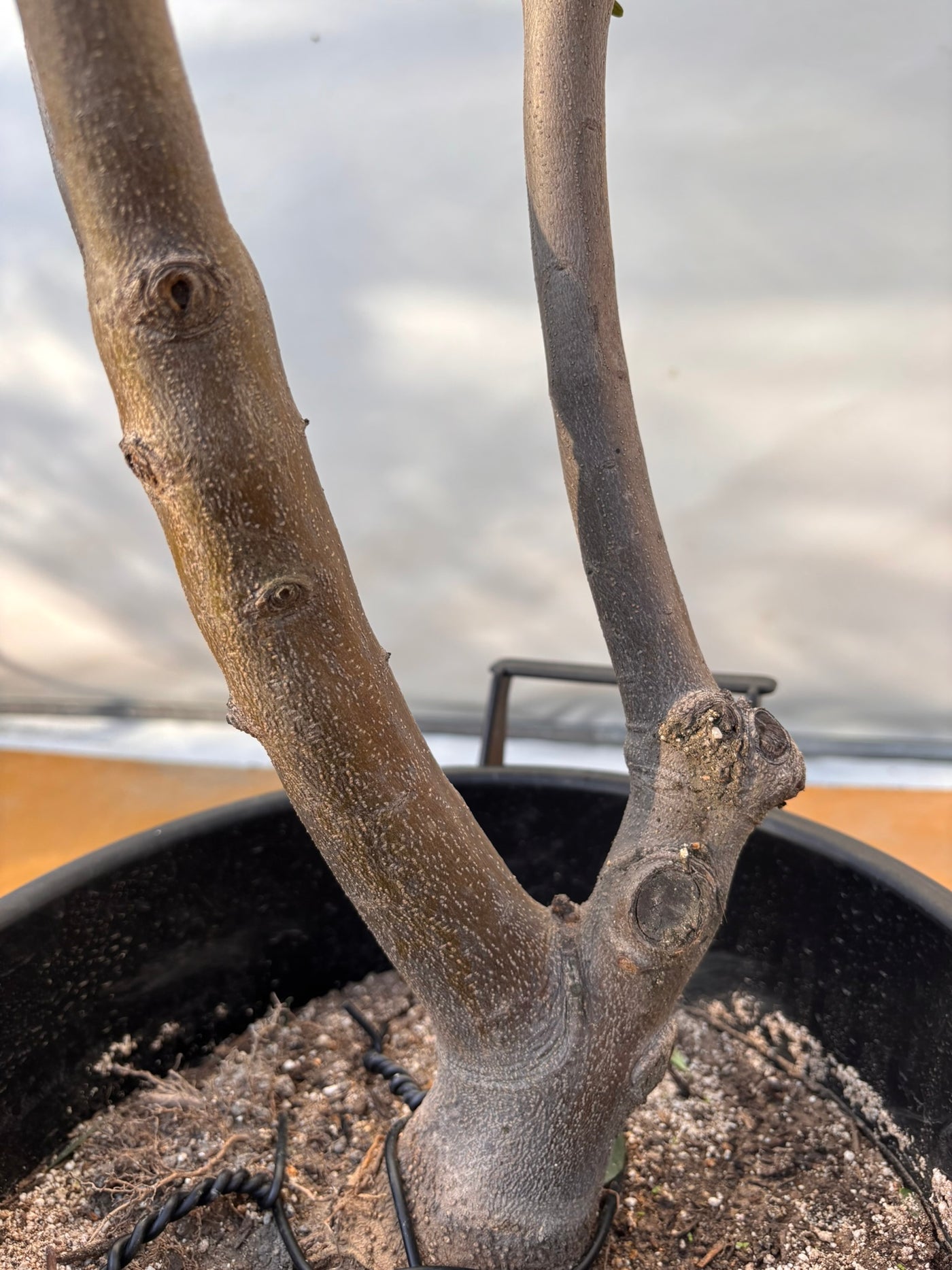 NEWコレッジョラ（オリーブの木）｜XLサイズ｜NO.2035｜約200cm｜寒冷地OK・開帳型・大型商品