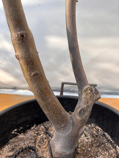 NEWコレッジョラ（オリーブの木）｜XLサイズ｜NO.2035｜約200cm｜寒冷地OK・開帳型・大型商品