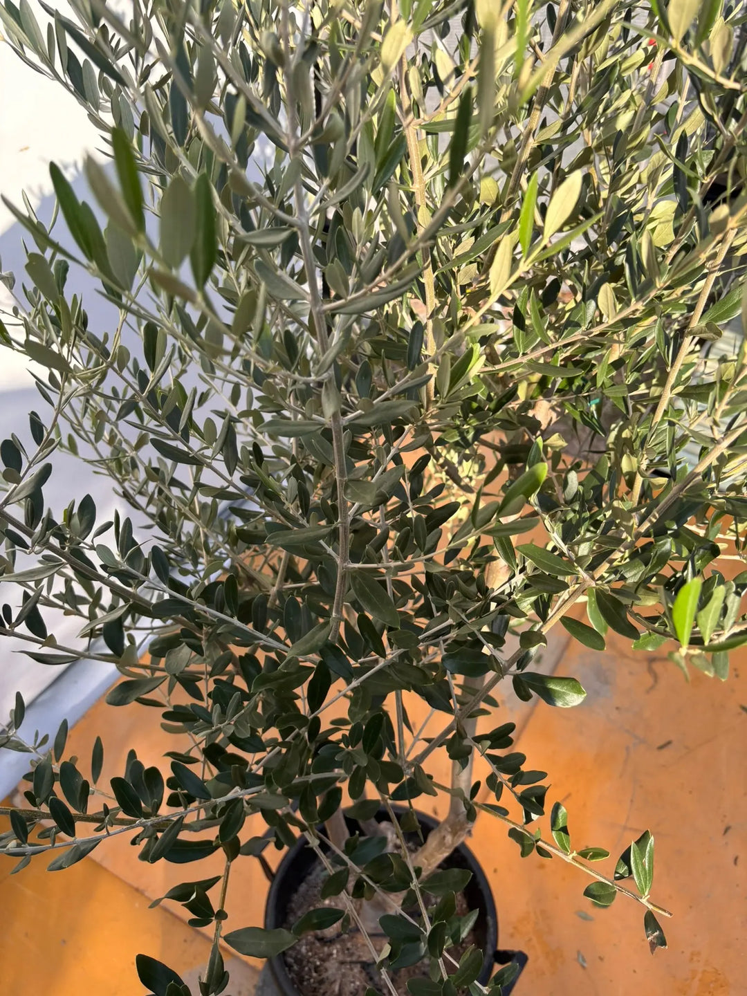 NEWコレッジョラ（オリーブの木）｜XLサイズ｜NO.2035｜約200cm｜寒冷