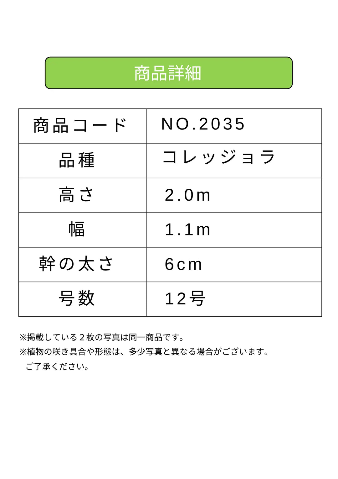 NEWコレッジョラ（オリーブの木）｜XLサイズ｜NO.2035｜約200cm｜寒冷