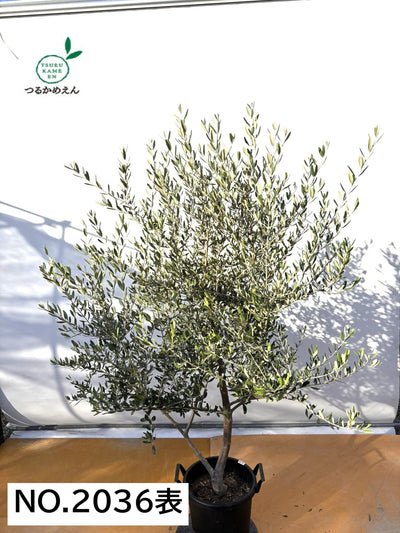 NEWコレッジョラ（オリーブの木）｜XLサイズ｜NO.2036｜約190cm｜寒冷地OK・開帳型・大型商品