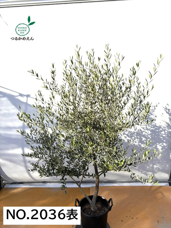 木の枝　50本 NEWコレッジョラ（オリーブの木）｜XLサイズ｜NO.2036｜約190cm｜寒冷