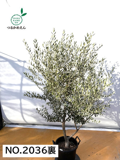 NEWコレッジョラ（オリーブの木）｜XLサイズ｜NO.2036｜約190cm｜寒冷地OK・開帳型・大型商品