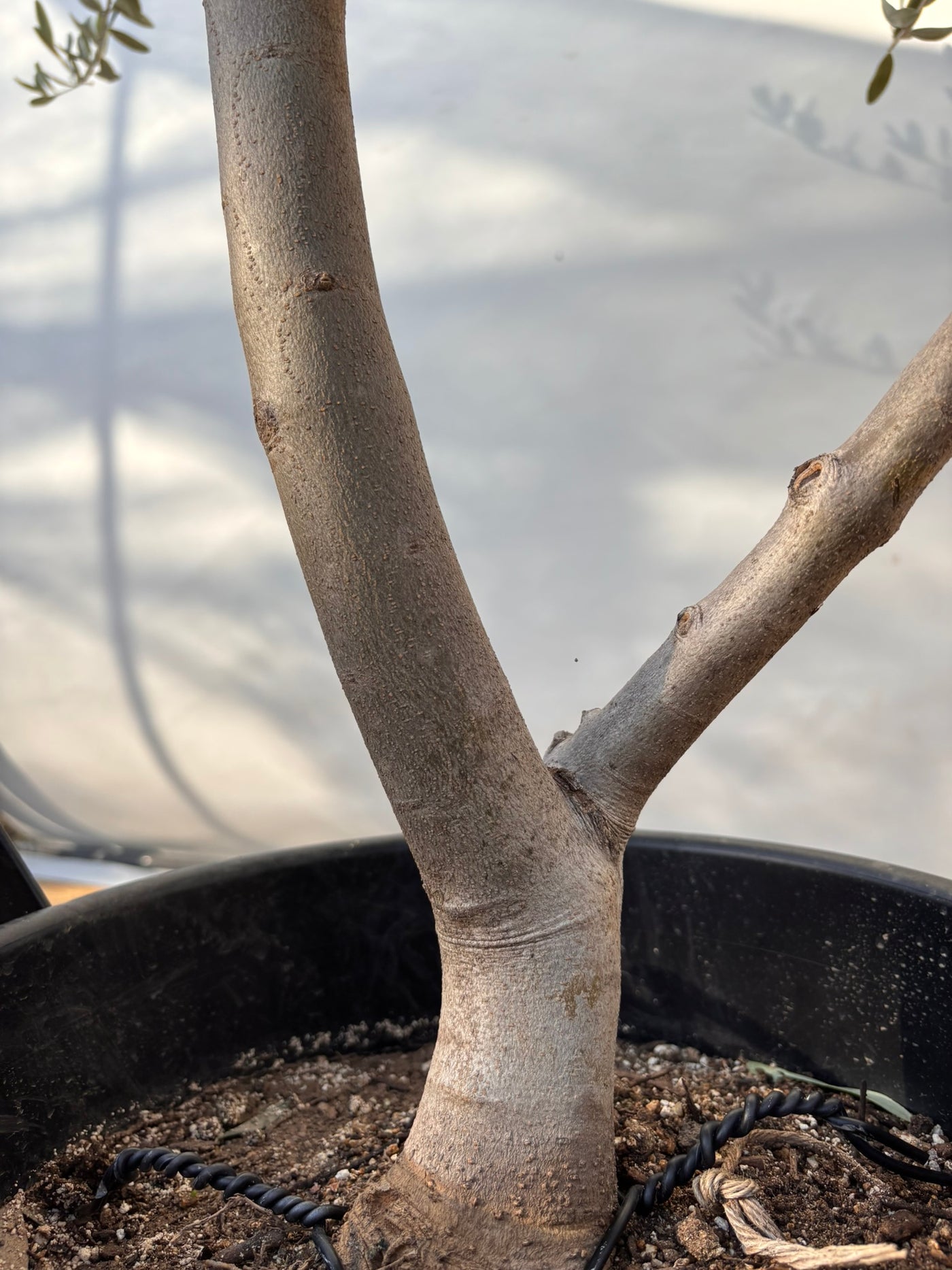 NEWコレッジョラ（オリーブの木）｜XLサイズ｜NO.2036｜約190cm｜寒冷地OK・開帳型・大型商品