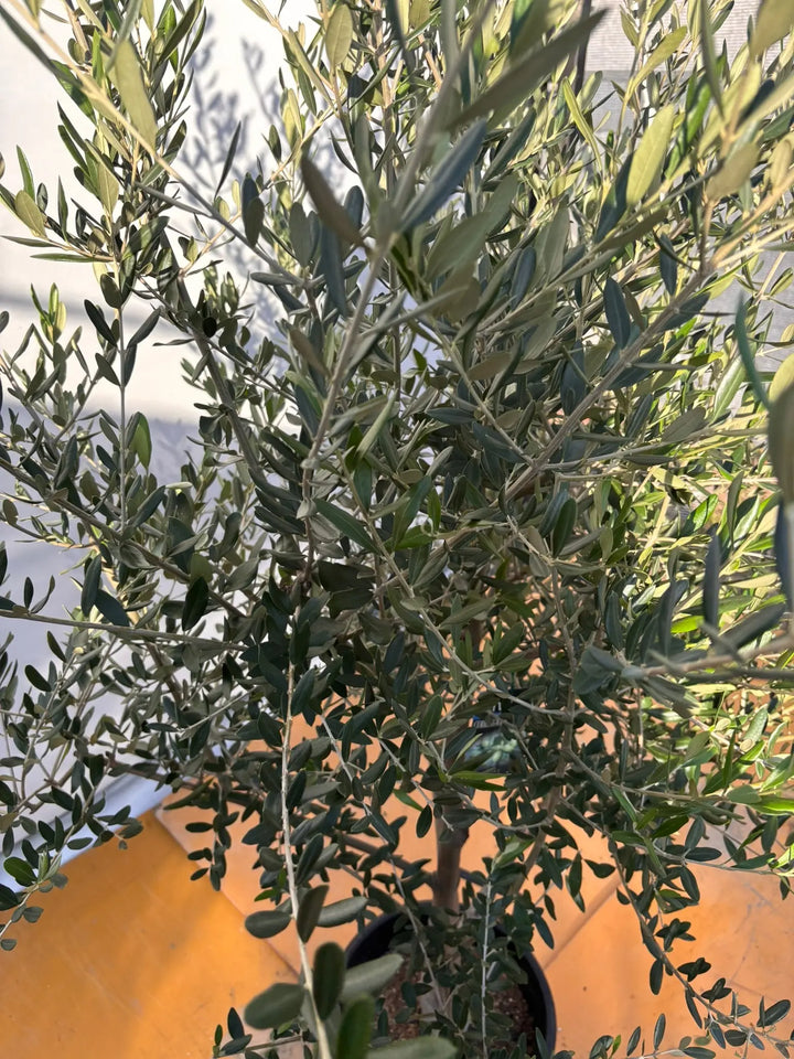 NEWコレッジョラ（オリーブの木）｜XLサイズ｜NO.2036｜約190cm｜寒冷