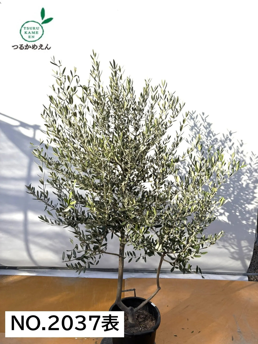 オリーブの木　コレッジョラ　約200cm　NO.2037　大型　現品掲載 NEWコレッジョラ（オリーブの木）｜XLサイズ｜NO.2037｜約200cm｜寒冷
