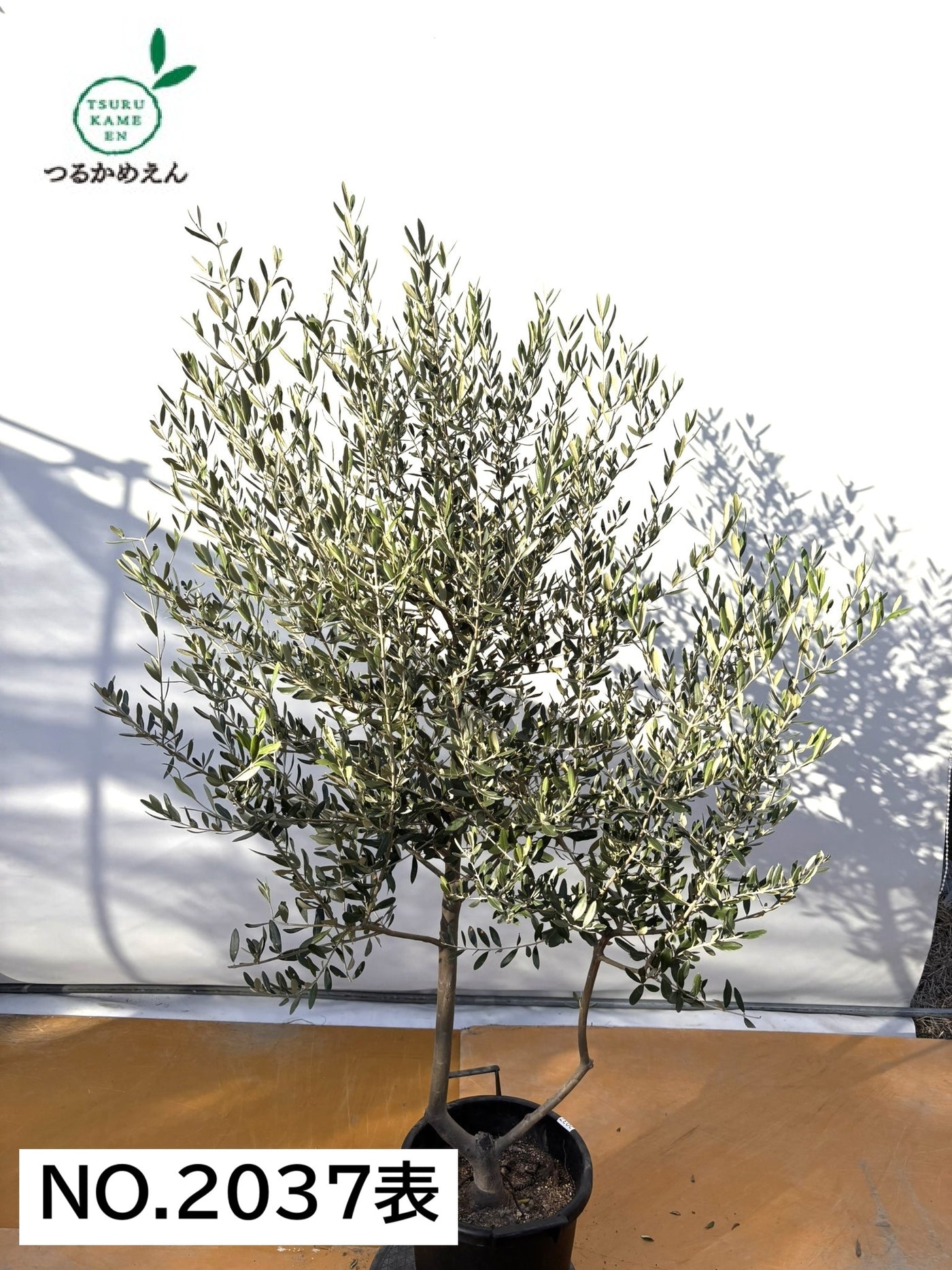 NEWコレッジョラ（オリーブの木）｜XLサイズ｜NO.2037｜約200cm｜寒冷地OK・開帳型・大型商品